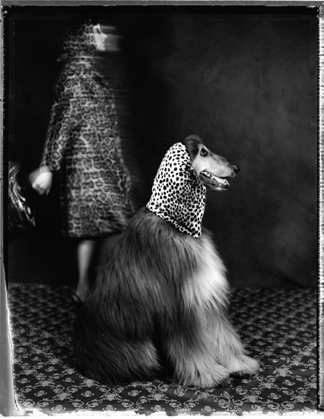 dog woman black white photography