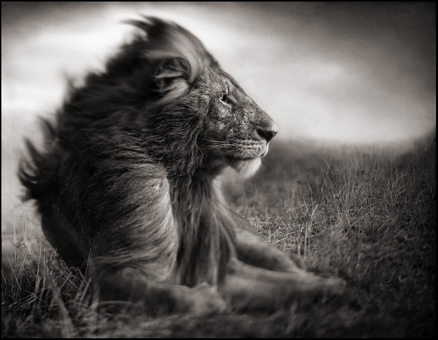 famous wildlife lion photography