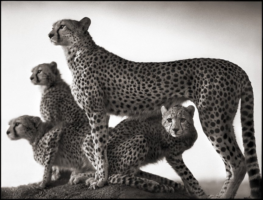 famous wildlife cheetah photography