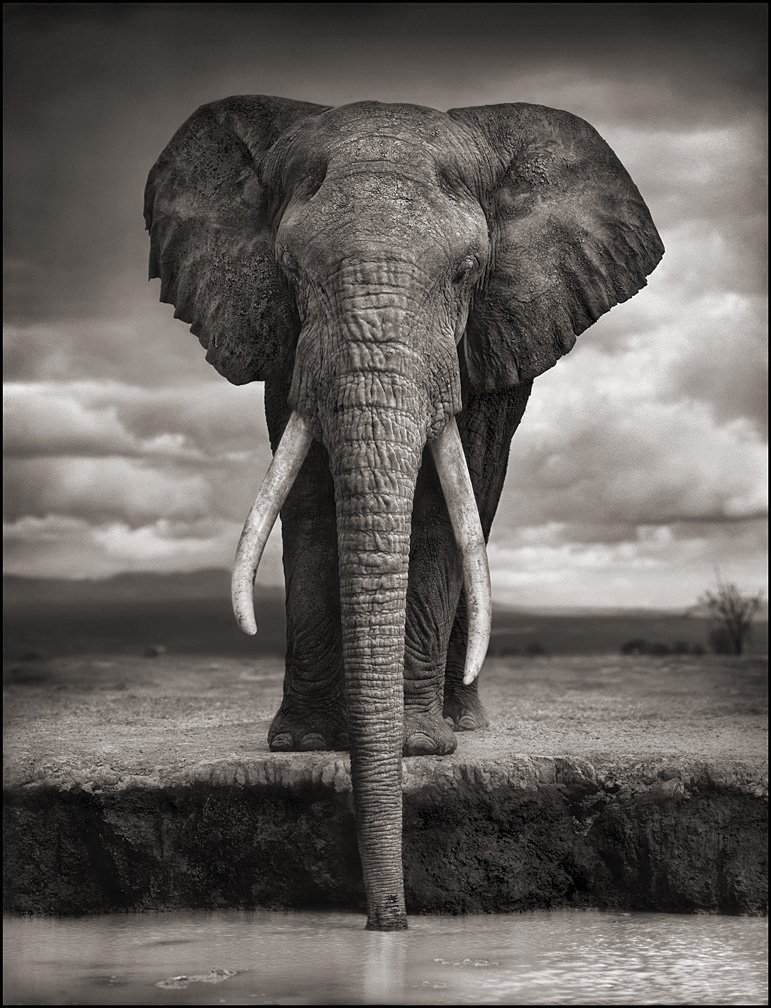 famous wildlife elephant photography