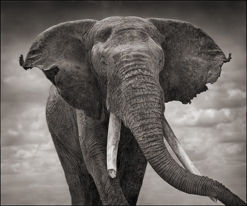 famous wildlife elephant photography